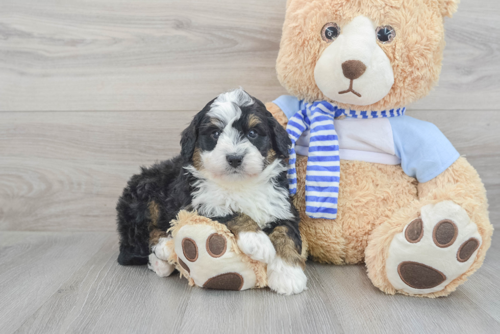 Small Mini Bernedoodle Baby