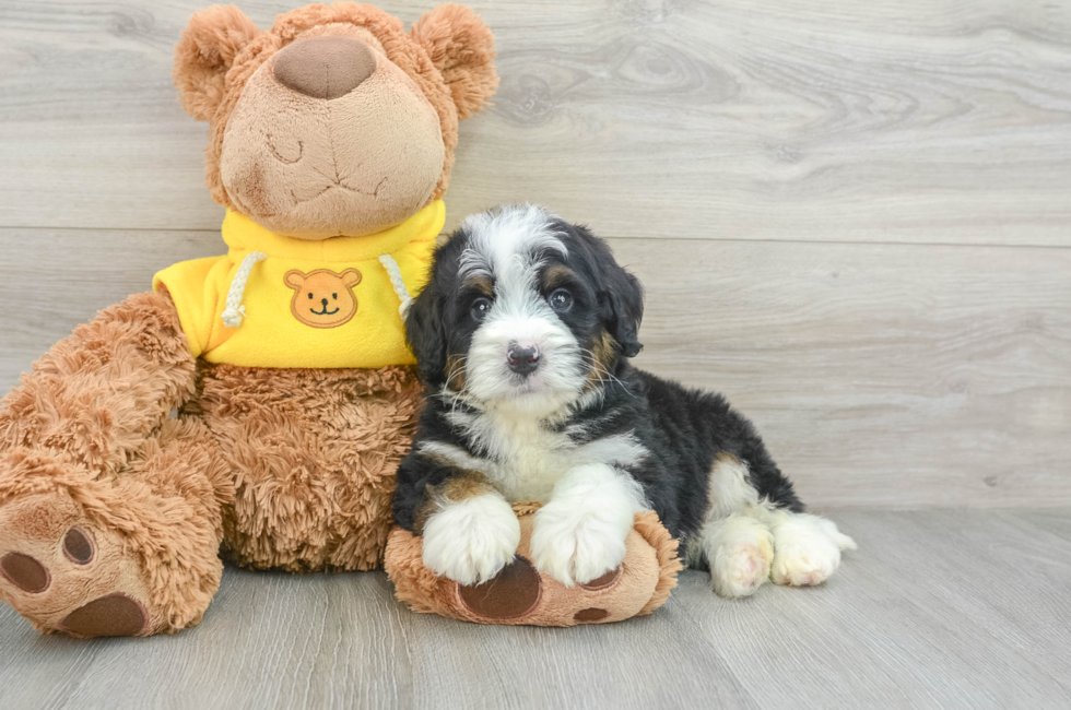 7 week old Mini Bernedoodle Puppy For Sale - Pilesgrove Pups