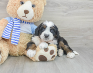 8 week old Mini Bernedoodle Puppy For Sale - Pilesgrove Pups