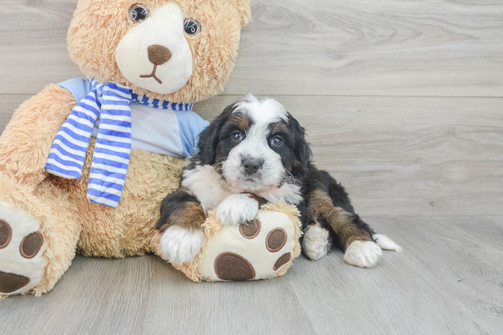 Mini Bernedoodle Pup Being Cute