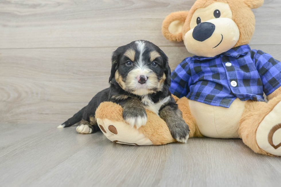 Sweet Mini Bernedoodle Baby