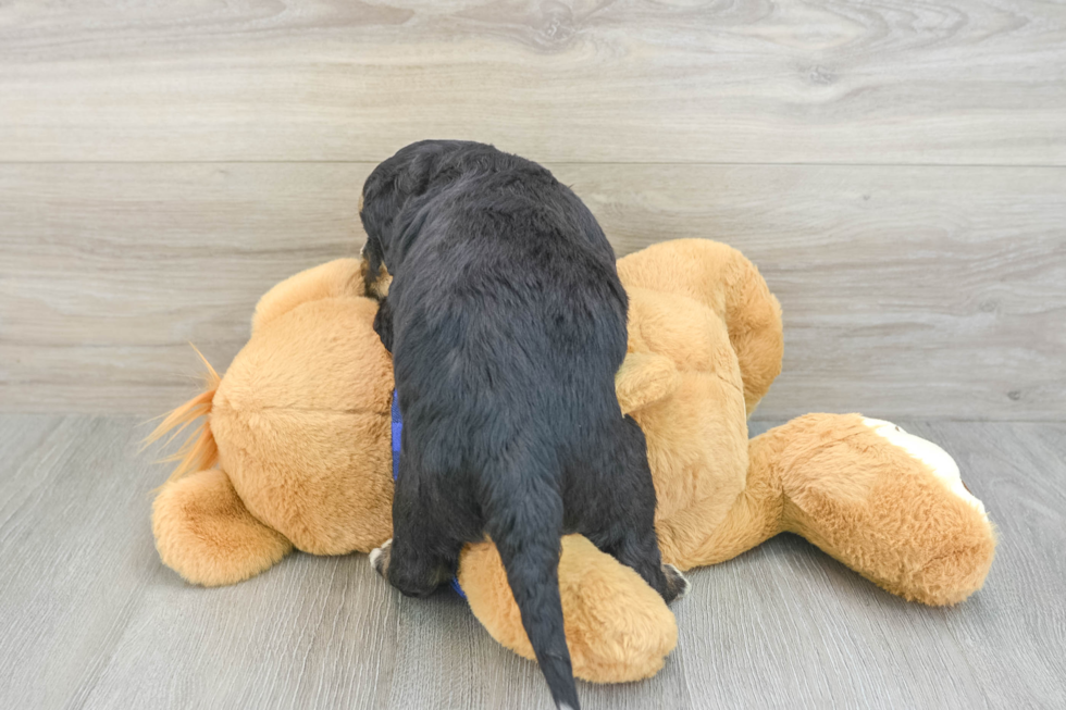 Best Mini Bernedoodle Baby
