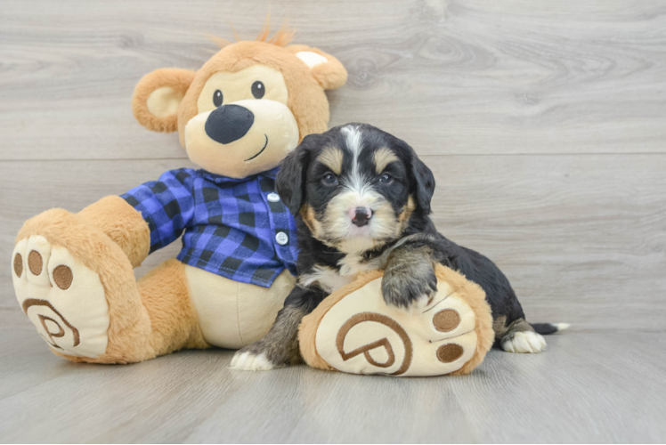 Smart Mini Bernedoodle Poodle Mix Pup