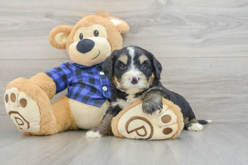 Smart Mini Bernedoodle Poodle Mix Pup