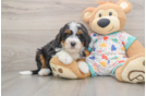 Best Mini Bernedoodle Baby