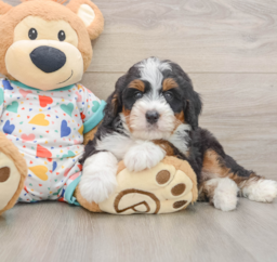 10 week old Mini Bernedoodle Puppy For Sale - Pilesgrove Pups