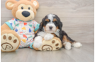 Energetic Mini Bernesedoodle Poodle Mix Puppy