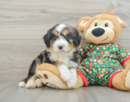 6 week old Mini Bernedoodle Puppy For Sale - Pilesgrove Pups