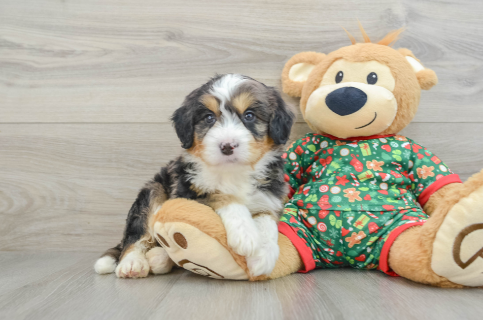 5 week old Mini Bernedoodle Puppy For Sale - Pilesgrove Pups