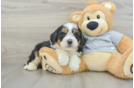 Mini Bernedoodle Pup Being Cute