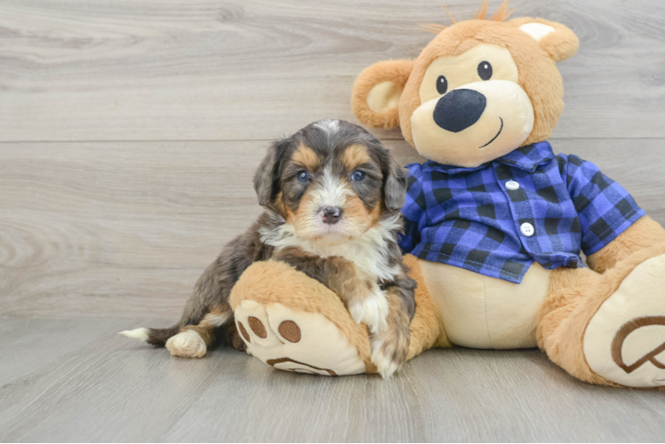 Best Mini Bernedoodle Baby