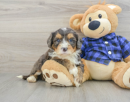 8 week old Mini Bernedoodle Puppy For Sale - Pilesgrove Pups