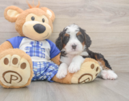 8 week old Mini Bernedoodle Puppy For Sale - Pilesgrove Pups