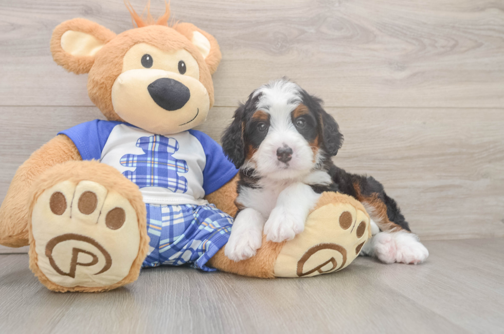 6 week old Mini Bernedoodle Puppy For Sale - Pilesgrove Pups