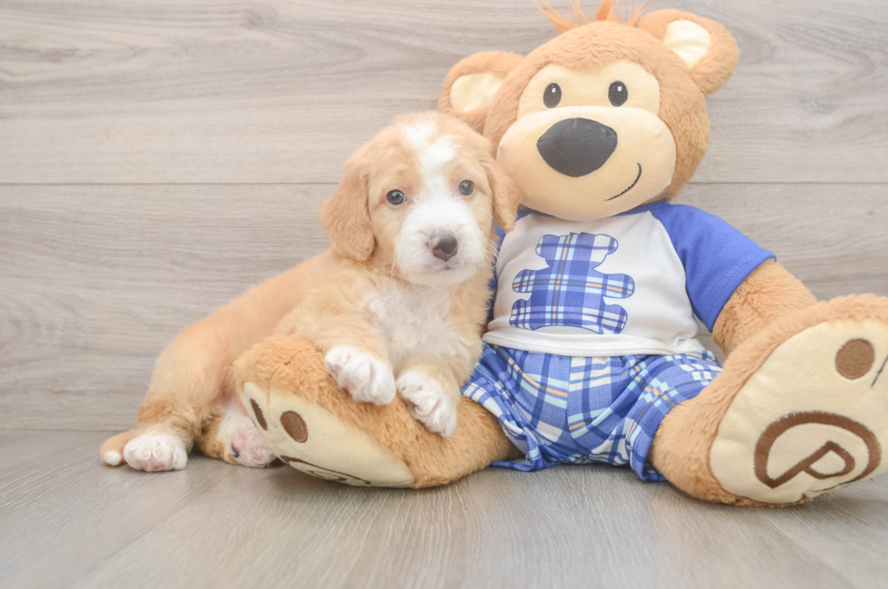 5 week old Mini Bernedoodle Puppy For Sale - Pilesgrove Pups