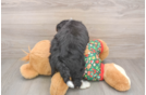 Mini Bernedoodle Pup Being Cute