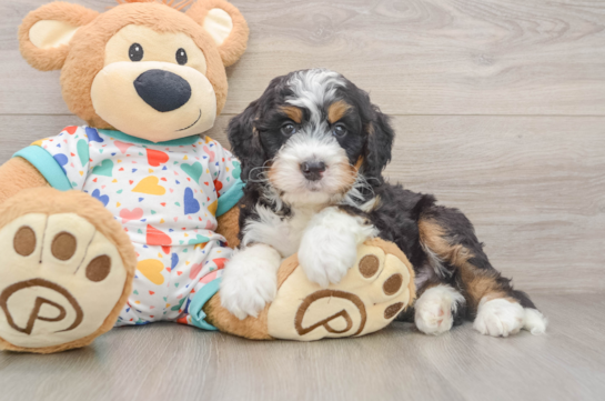 Happy Mini Bernedoodle Baby