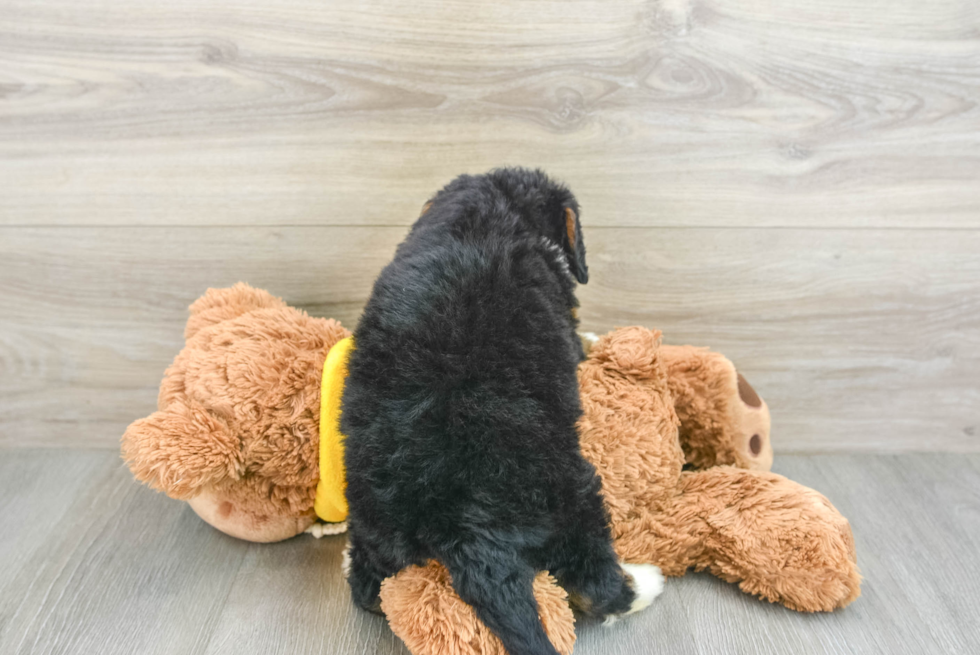 Energetic Mini Berniedoodle Poodle Mix Puppy