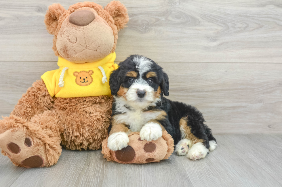 7 week old Mini Bernedoodle Puppy For Sale - Pilesgrove Pups