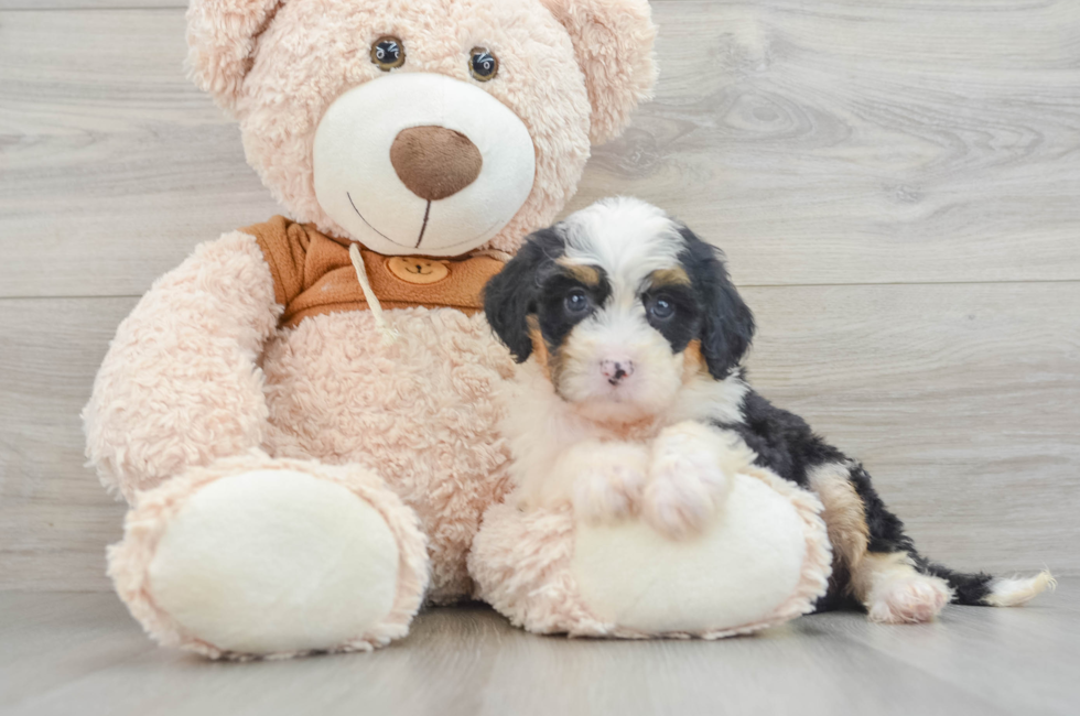 8 week old Mini Bernedoodle Puppy For Sale - Pilesgrove Pups