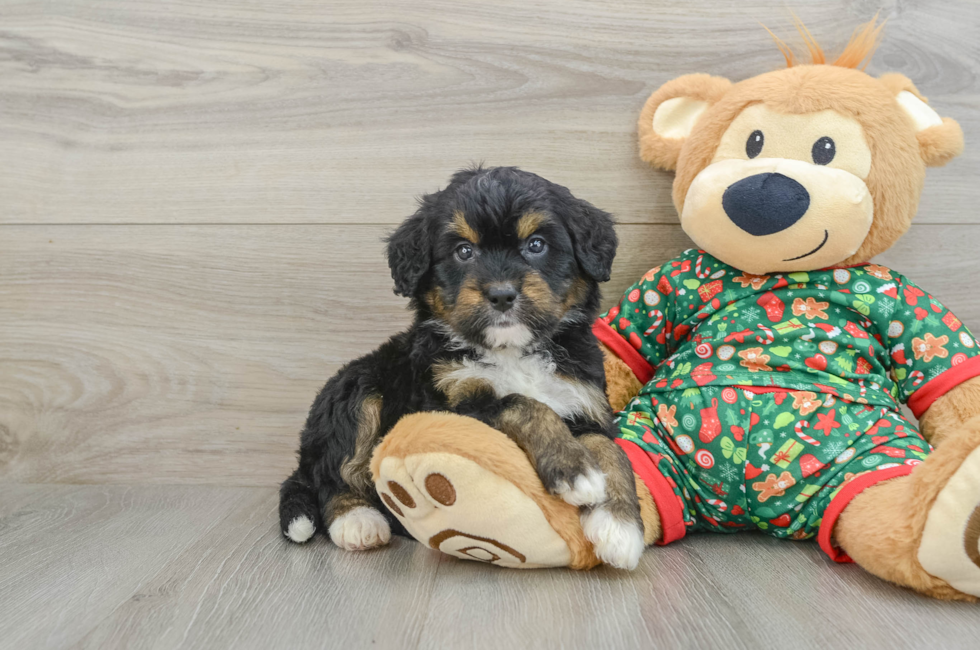 5 week old Mini Bernedoodle Puppy For Sale - Pilesgrove Pups