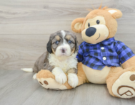 8 week old Mini Bernedoodle Puppy For Sale - Pilesgrove Pups