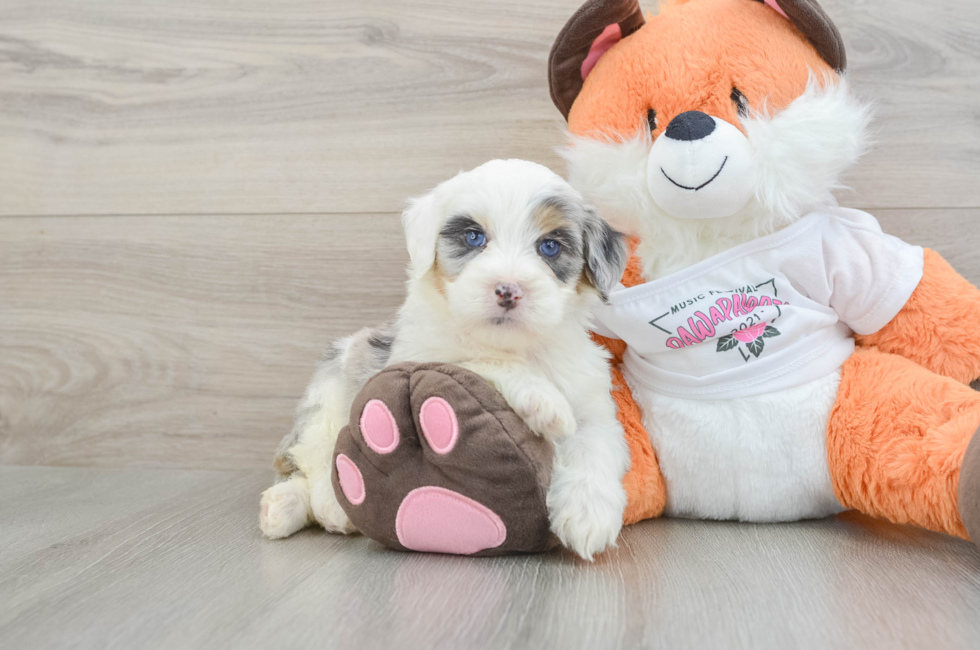 6 week old Mini Bernedoodle Puppy For Sale - Pilesgrove Pups