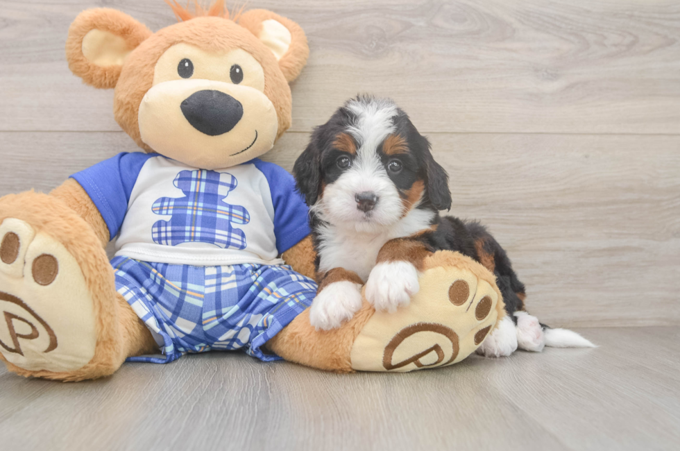 5 week old Mini Bernedoodle Puppy For Sale - Pilesgrove Pups