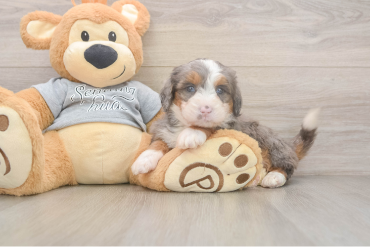 Cute Mini Bernedoodle Baby