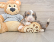 6 week old Mini Bernedoodle Puppy For Sale - Pilesgrove Pups