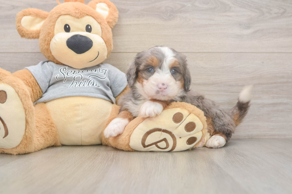 6 week old Mini Bernedoodle Puppy For Sale - Pilesgrove Pups