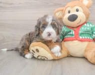 6 week old Mini Bernedoodle Puppy For Sale - Pilesgrove Pups