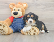 5 week old Mini Bernedoodle Puppy For Sale - Pilesgrove Pups