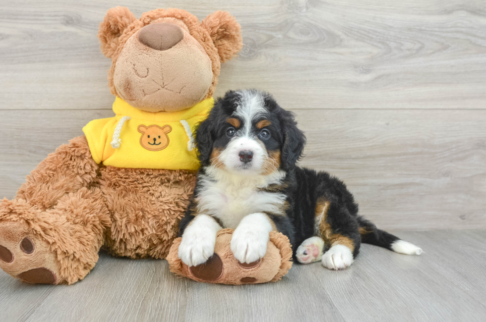 7 week old Mini Bernedoodle Puppy For Sale - Pilesgrove Pups