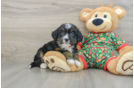 Petite Mini Bernedoodle Poodle Mix Pup