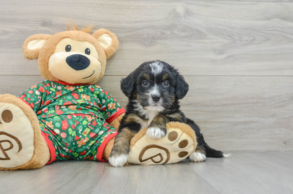 5 week old Mini Bernedoodle Puppy For Sale - Pilesgrove Pups