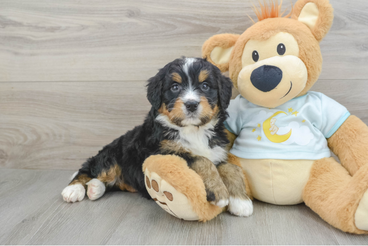 Fluffy Mini Bernedoodle Poodle Mix Pup