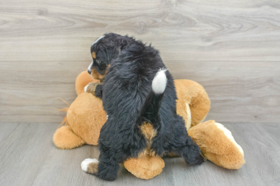 Happy Mini Bernedoodle Baby