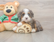 6 week old Mini Bernedoodle Puppy For Sale - Pilesgrove Pups