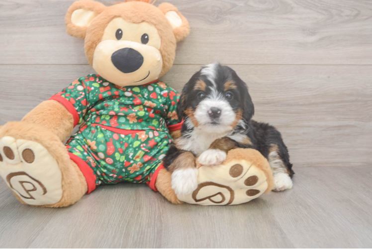 Happy Mini Bernedoodle Baby