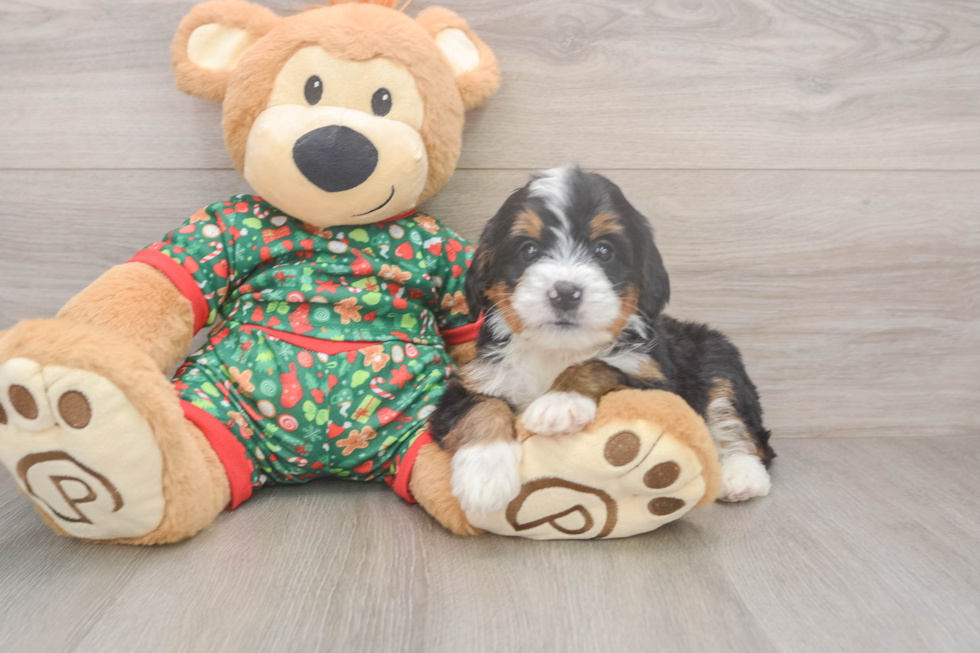 Happy Mini Bernedoodle Baby