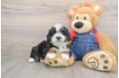 Mini Bernedoodle Puppy for Adoption