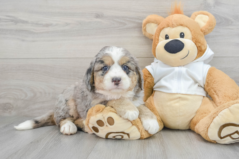 Hypoallergenic Bernadoodle Poodle Mix Puppy