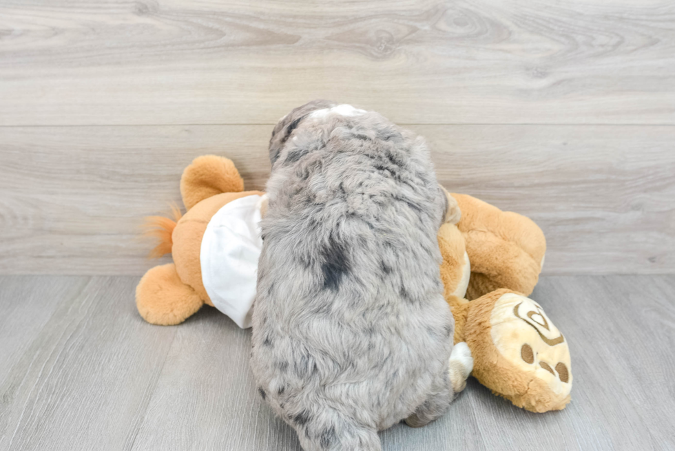 Best Mini Bernedoodle Baby