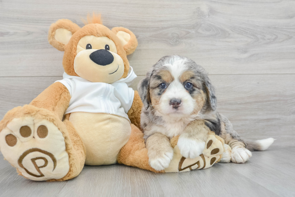 Mini Bernedoodle Puppy for Adoption