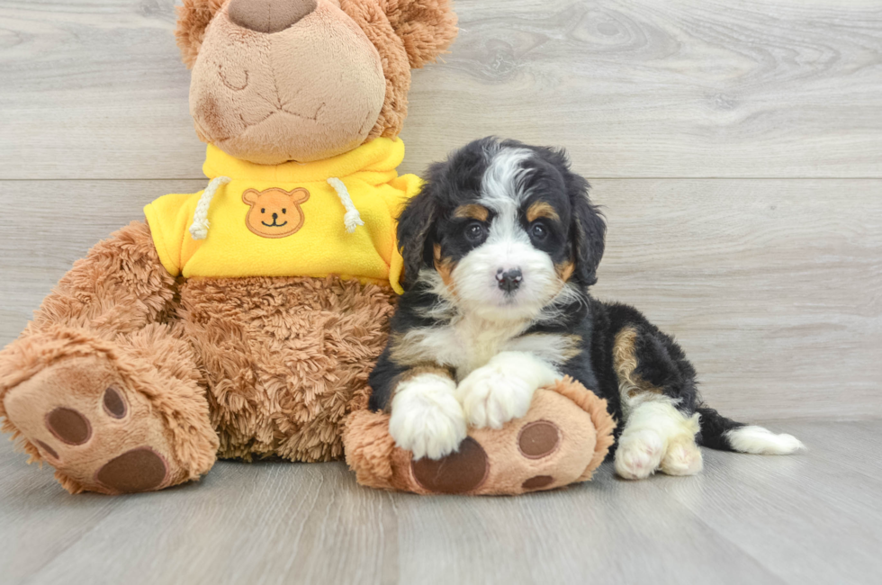 7 week old Mini Bernedoodle Puppy For Sale - Pilesgrove Pups