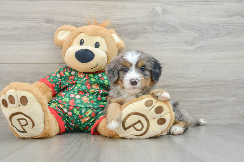 5 week old Mini Bernedoodle Puppy For Sale - Pilesgrove Pups