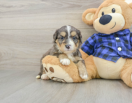 8 week old Mini Bernedoodle Puppy For Sale - Pilesgrove Pups