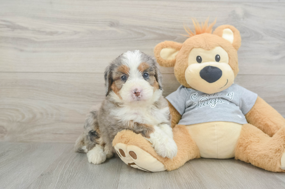 5 week old Mini Bernedoodle Puppy For Sale - Pilesgrove Pups