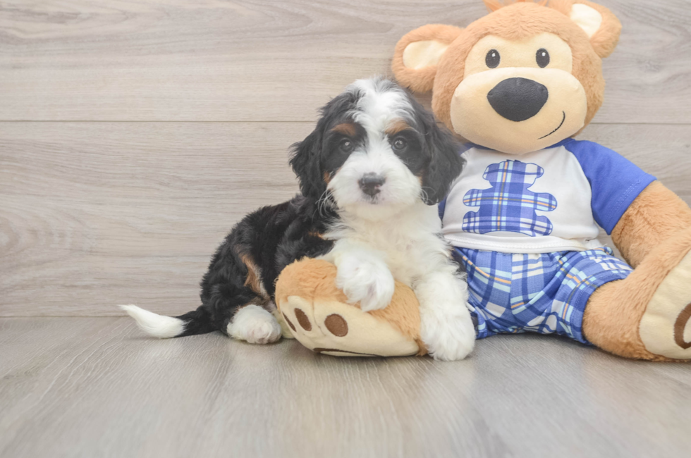 5 week old Mini Bernedoodle Puppy For Sale - Pilesgrove Pups